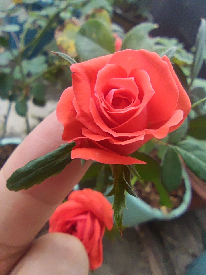 手指大的花