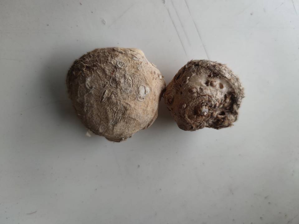 马蹄莲