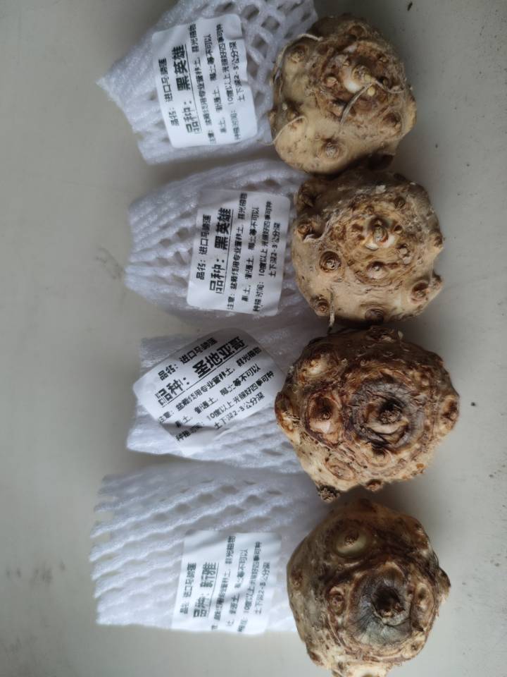 马蹄莲