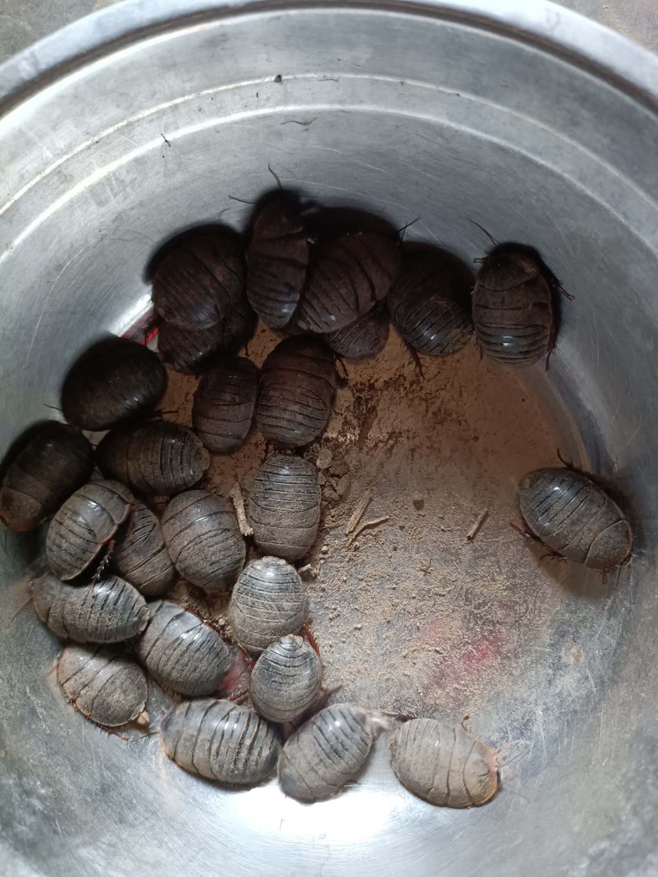 　 　好吃的来喽