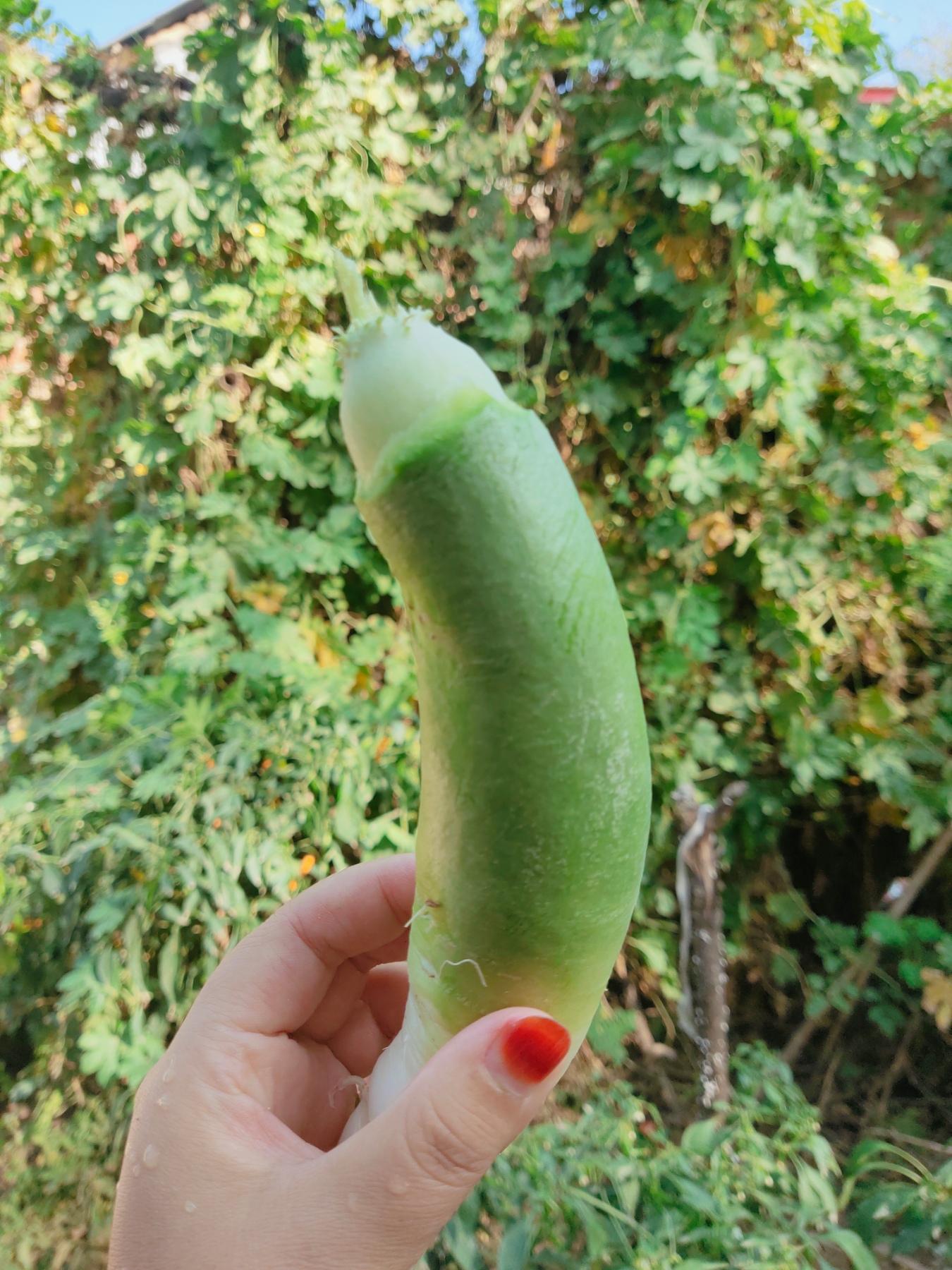 　 　萝卜～
