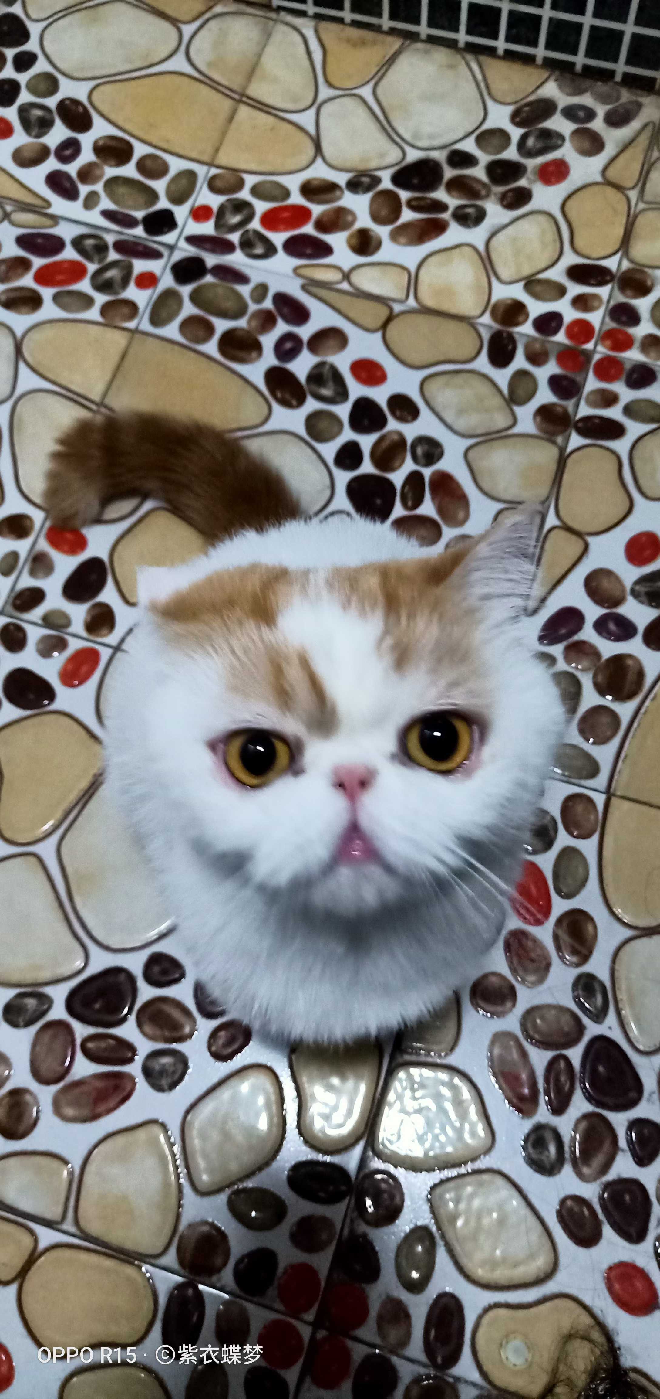 加菲猫
