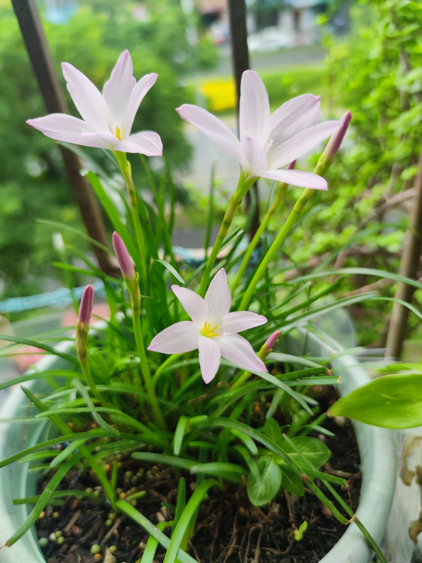 风雨兰<初恋>
