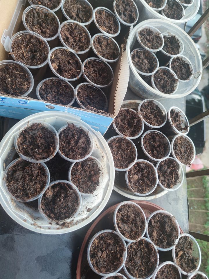 种小番茄