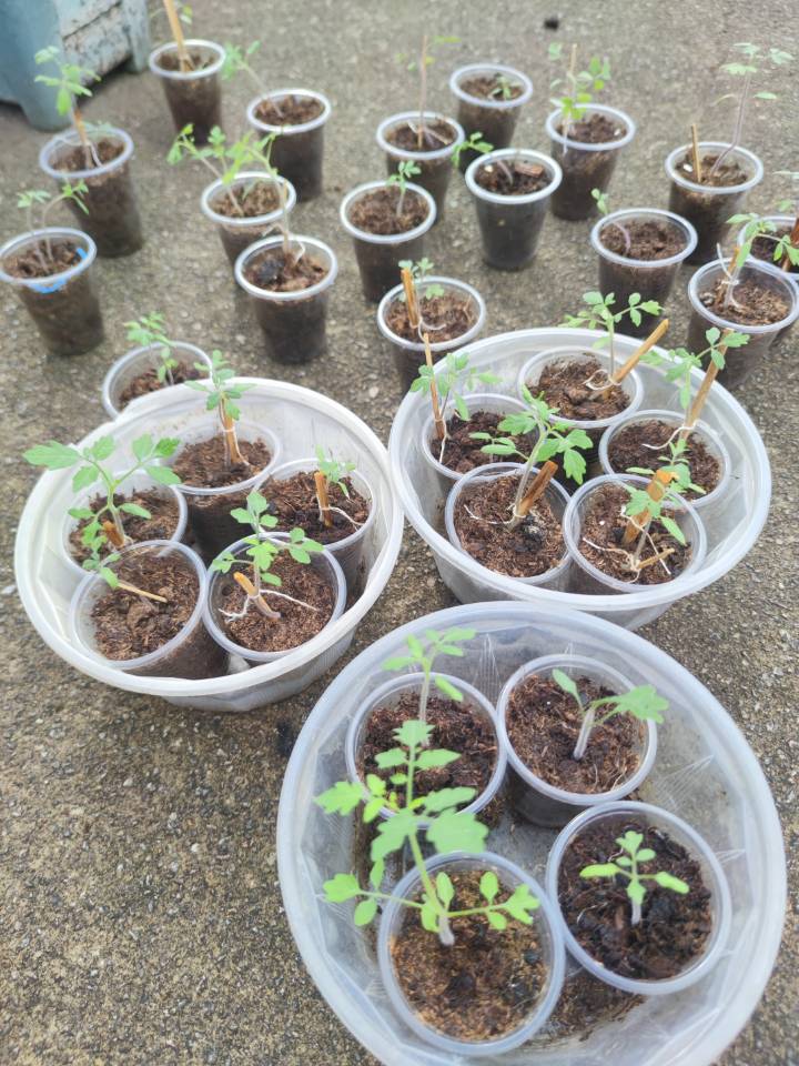 定植小番茄