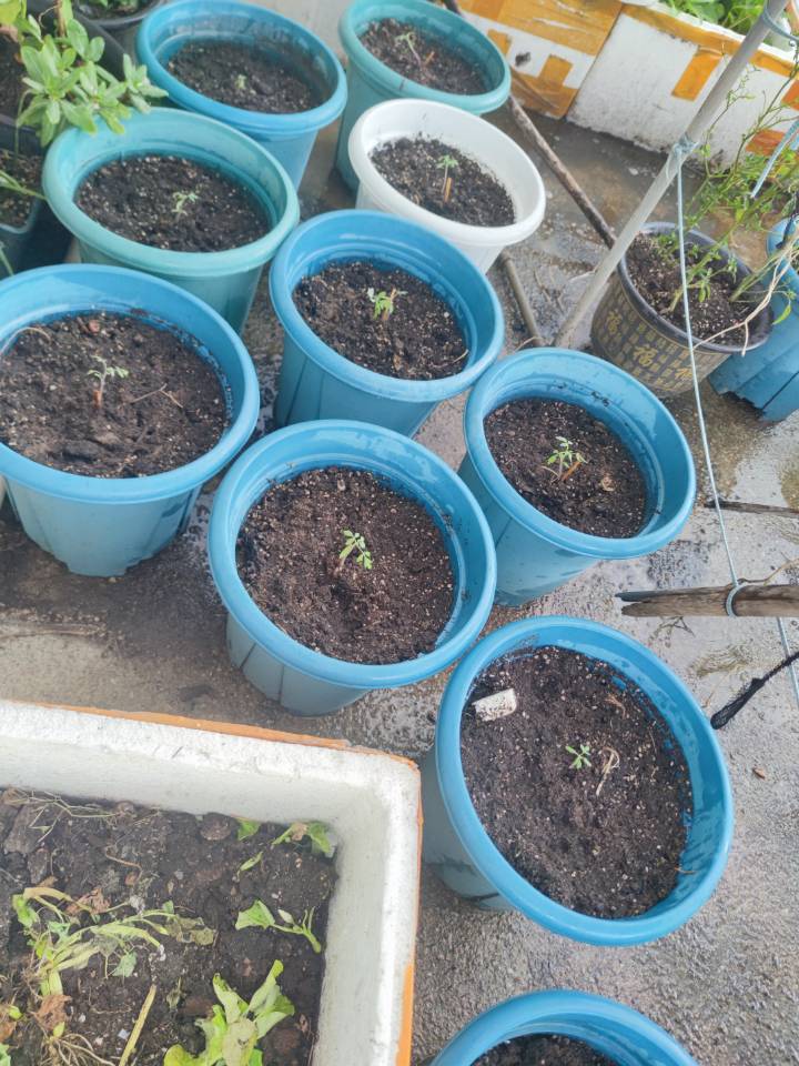 定植小番茄