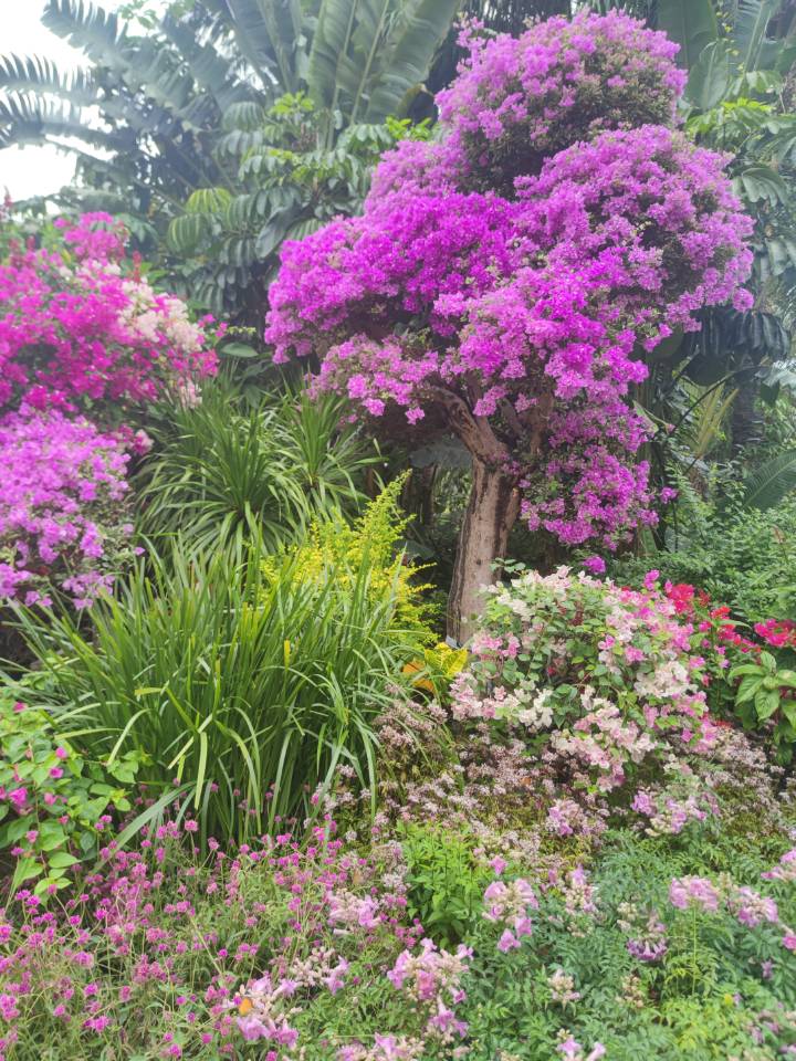 深圳勒杜鹃花展