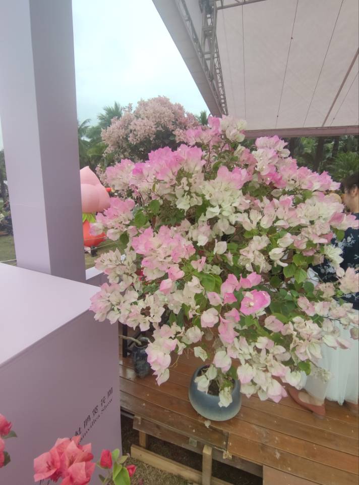 深圳勒杜鹃花展