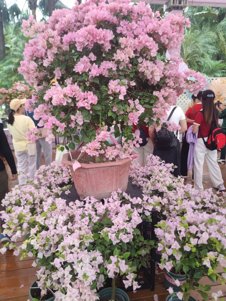 深圳勒杜鹃花展