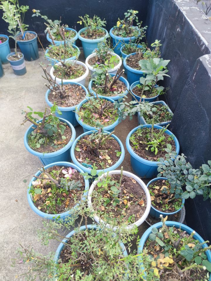 回家过年也头疼