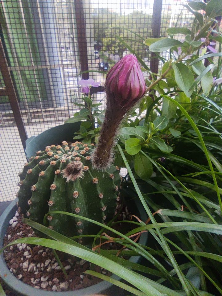 静待花开