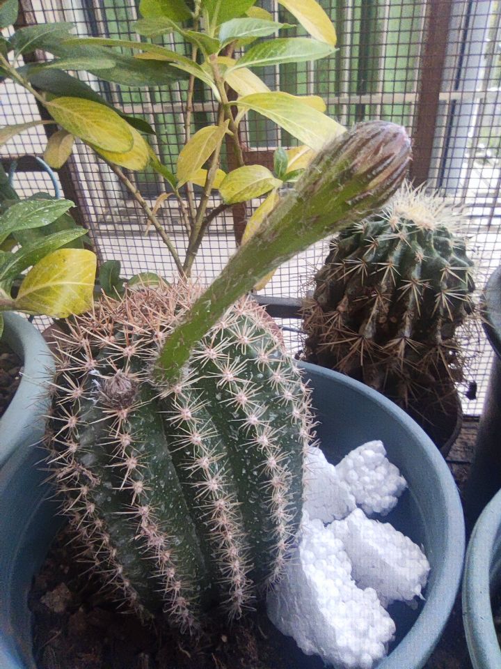 静待花开