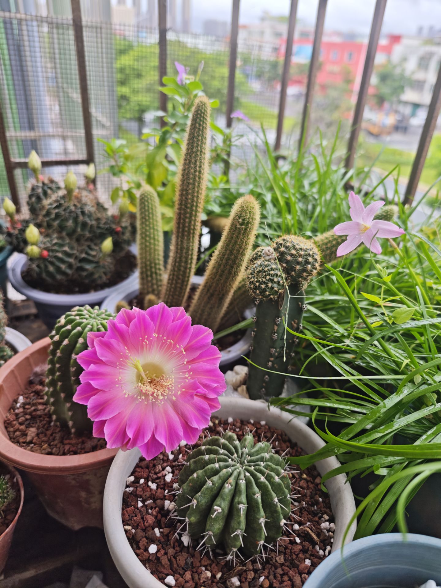台风雨中盛开的仙人球