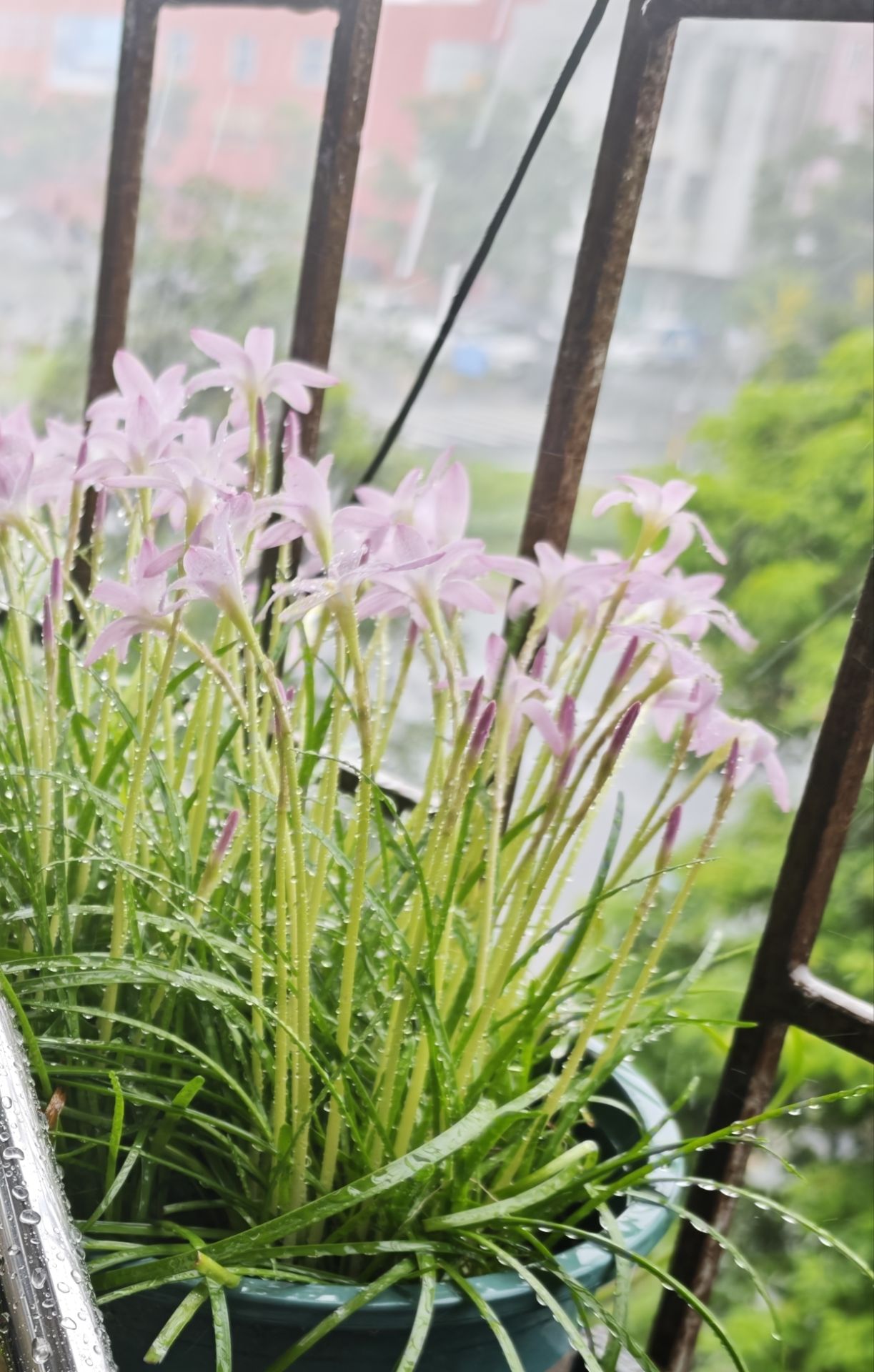 风雨兰～初恋